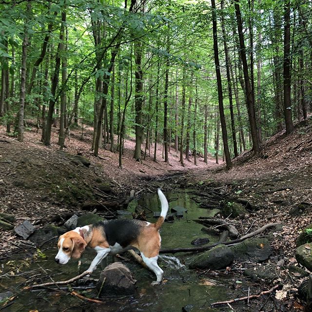DarwinLeeds's tweet photo. First walk we’ve driven to in months at #newmillerdam 🍃 . . #darwinleeds #spring #bluebells #sniff #sniffsniff #sniffingaround #snifferdog #wakefield #yorkshire #outdoors #dogwalk #dogwalking #beagle #beaglelife…

📸 https://t.co/UngzyaJtEH via https://t.co/vQrUJWGINM https://t.co/DyPuZisD89