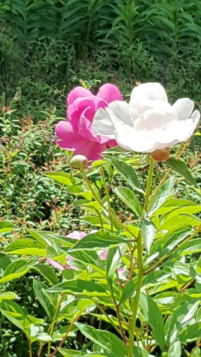 천우미디어그룹 여왕벌과장미군단-당신은 내 편이야(작사정미숙,작곡 송결,가수윤채)스타작사클럽 youtu.be/DpzQYxIWxok 출처 <a href="/YouTube/">YouTube</a>