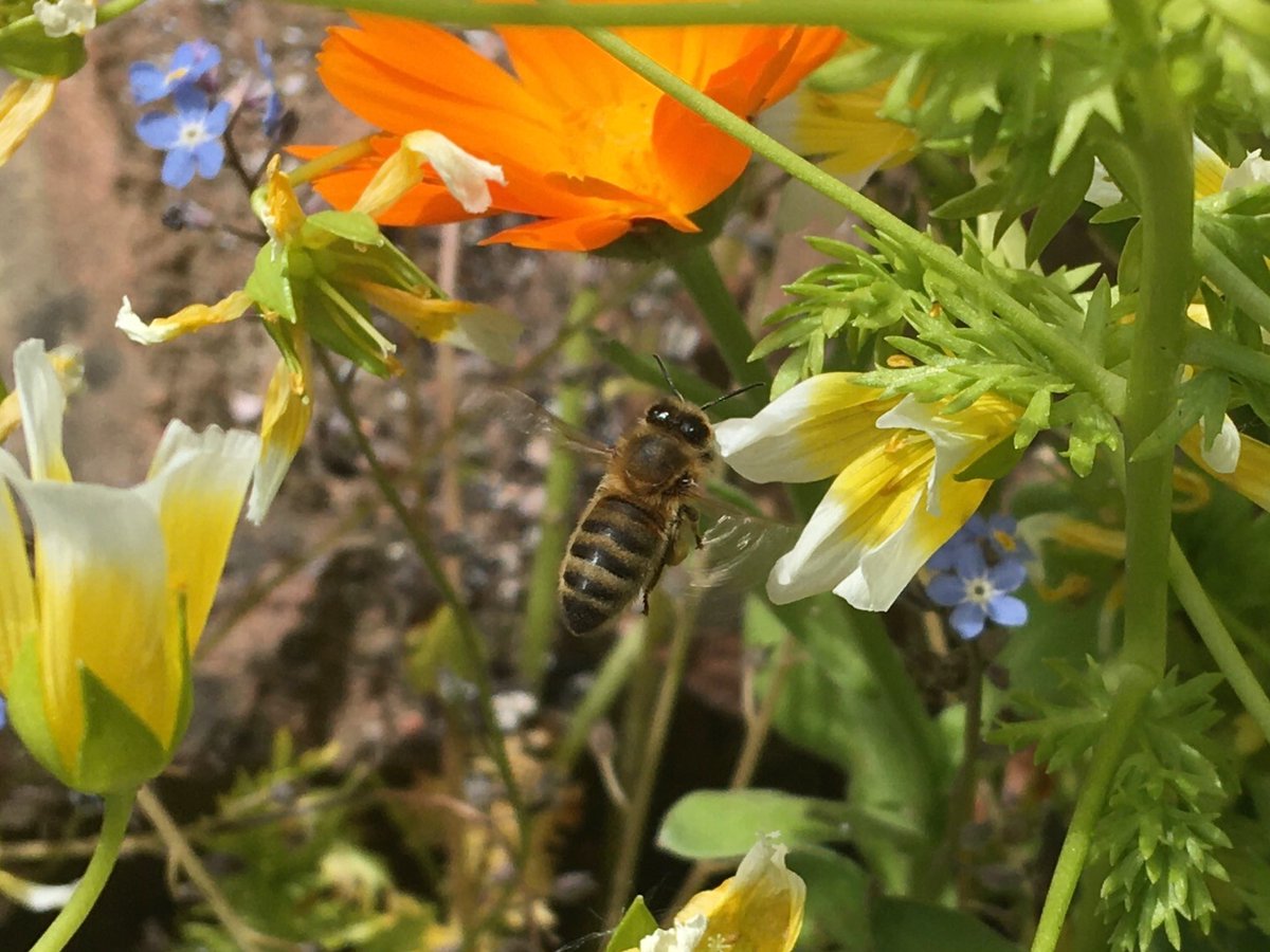 RTM_26's tweet photo. @tadejrupel @worldbeeday @SLOinUK @SLOVAKIAinUK @RehakLubomir @beekeepingkids @LondnDIPLOMAT @EUdelegationUK @EmbassyMagazine @BBCWorld @MZZRS Despite the wind the bees were busy in our garden today. https://t.co/3djvbc71EY