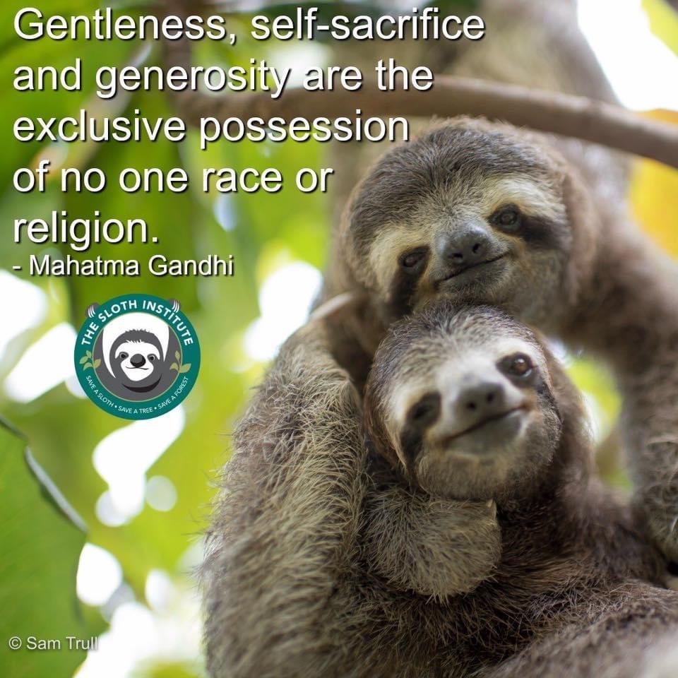 slothinstitute's tweet photo. Happy Slothy Sunday Friends! Stay safe, and donβt forget to be kind. ππΊ
#HelpSloth #WeekendVibes #HappySunday #Sunday #Sloth #Smile #Happy #Slothlove #Notapet #Borntobewild #Nonprofit #CostaRica #Puravida #Saynotoslothselfies https://t.co/lxQ6vGSpS0