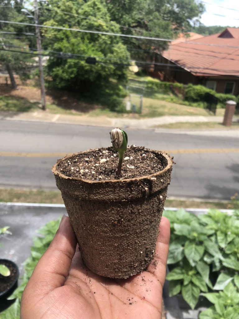 The Russian mammoth and citrus (or orange sun) sunflower seeds I planted last week are starting to sprout. Today, we have 13 sprouts. Yesterday, we had 2 