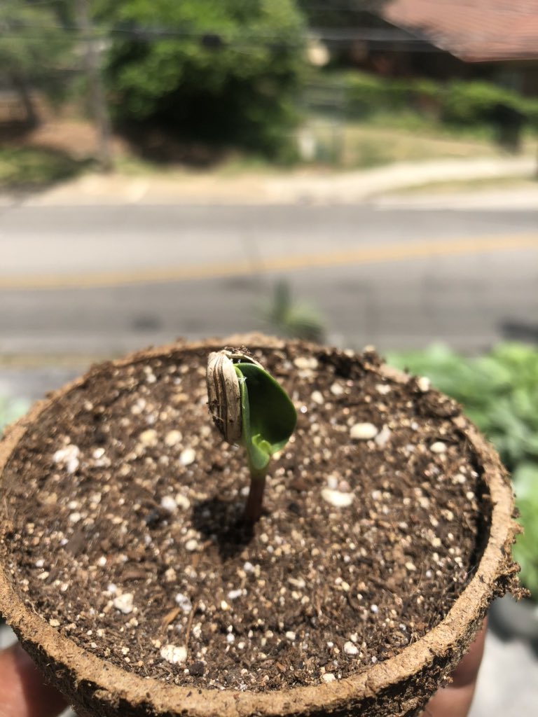 The Russian mammoth and citrus (or orange sun) sunflower seeds I planted last week are starting to sprout. Today, we have 13 sprouts. Yesterday, we had 2 