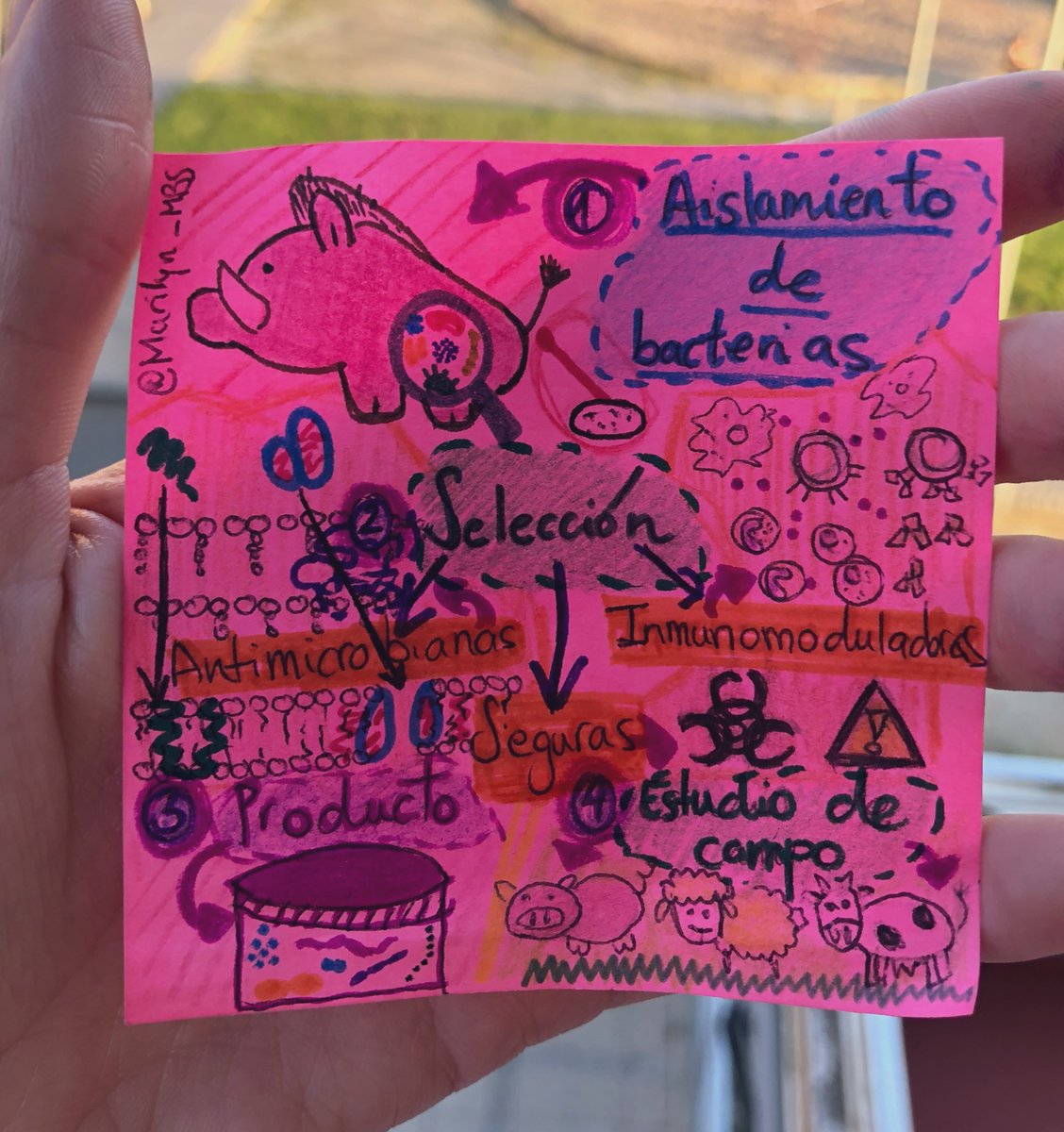 brave_mbs's tweet photo. Participo en el concurso de @DoctorandosUEx, resumiendo mi #TesisEnPostit. Aislamiento de bacterias de microbiota de jabalí con propiedades antimicrobianas e inmunomoduladoras y aplicaciones en alimentación animal. Si os gusta, like ⬇️ https://t.co/8PPmhQPinQ