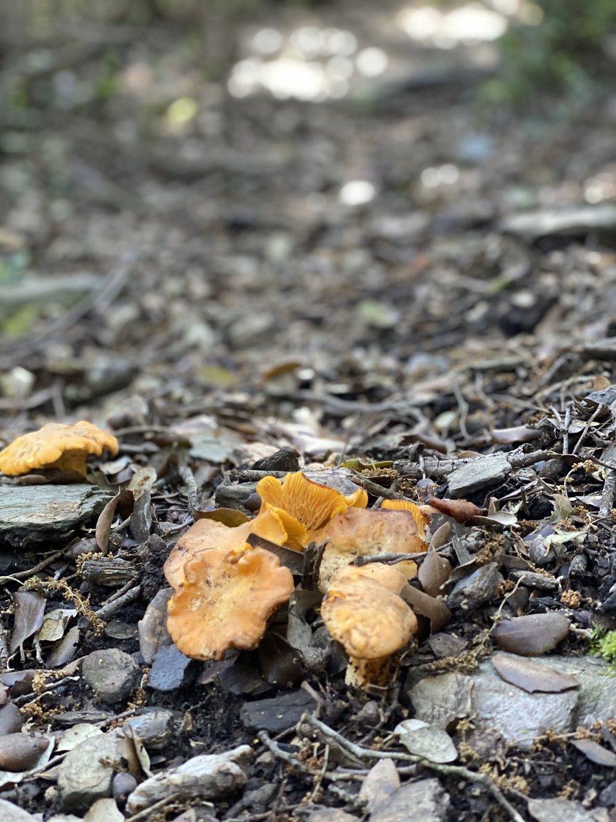 MMargalet's tweet photo. En 3 étapes cette journée ! 🍄
Chercher, cueillir, manger 😋
Une quinzaine de kilos ramassée... 🙄
#Champignon #Girolles #Sportif #FamilyMoment #Montagne #SundayFunday #Planxa #NaturePhotography #PaysCatalan 🔴🟡🔴🟡 https://t.co/S1Yalt9wOb