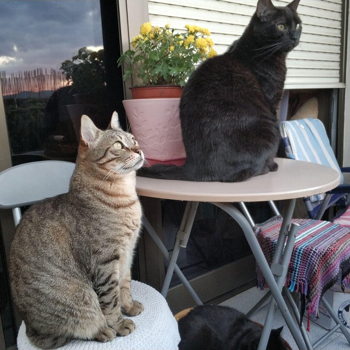 landru79's tweet photo. #Illitx #Yupiter and #Naomi watching the sunset https://t.co/WU7xIaQi9i