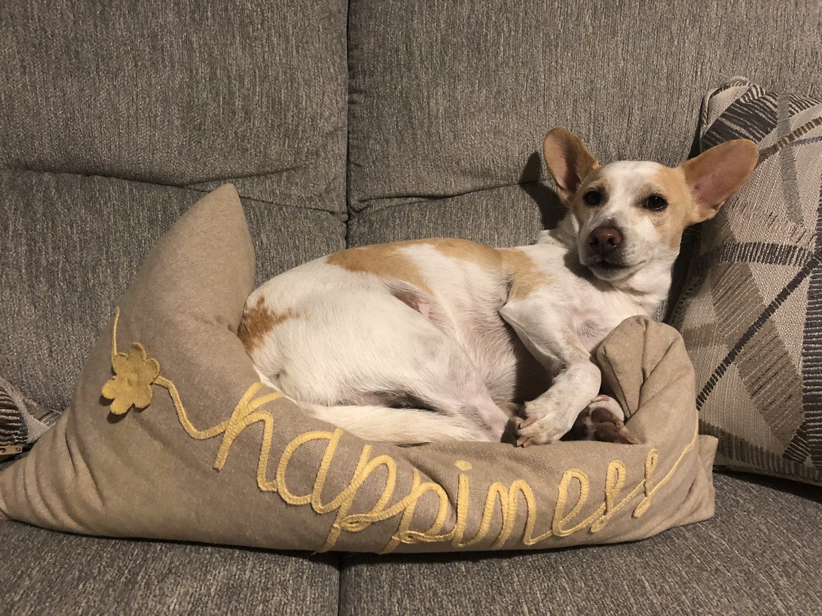matt_ridge's tweet photo. I canβt put in to words how dumb my sister makes me feel at any given moment so instead of talking about that hereβs a picture of sweet Bandit reminding us all the importance of happiness. #makeeverydaygreat https://t.co/CeqZFyqZqC