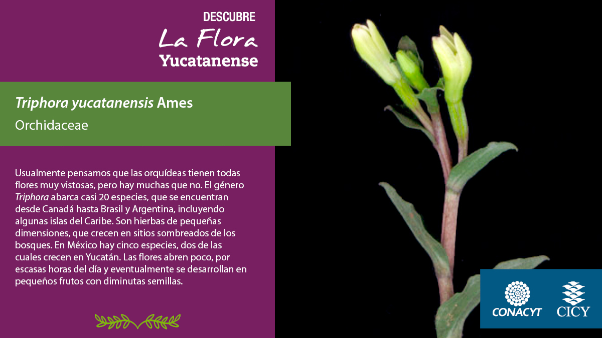 CICYoficial's tweet photo. #Florayucatanense
Usualmente pensamos que las #orquídeas tienen todas #flores muy vistosas, pero hay muchas que no.

#Triphora #Triphorayucatanensis #flora https://t.co/lJaKEiRtgM