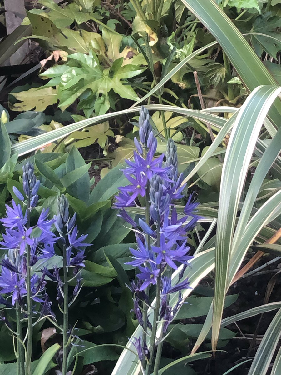My own garden ready for summer #lockdown#gardenersworld#landscapers