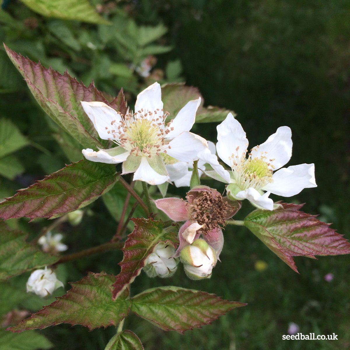 Seedball Allotment
Blackberry flowers are opening in the sunshine and the bees love them, the wide open flower structure and exposed stamens provide easy access to pollen and in return their pollination rewards us with berries.
seedball.co.uk
#blackberry #flower #jam