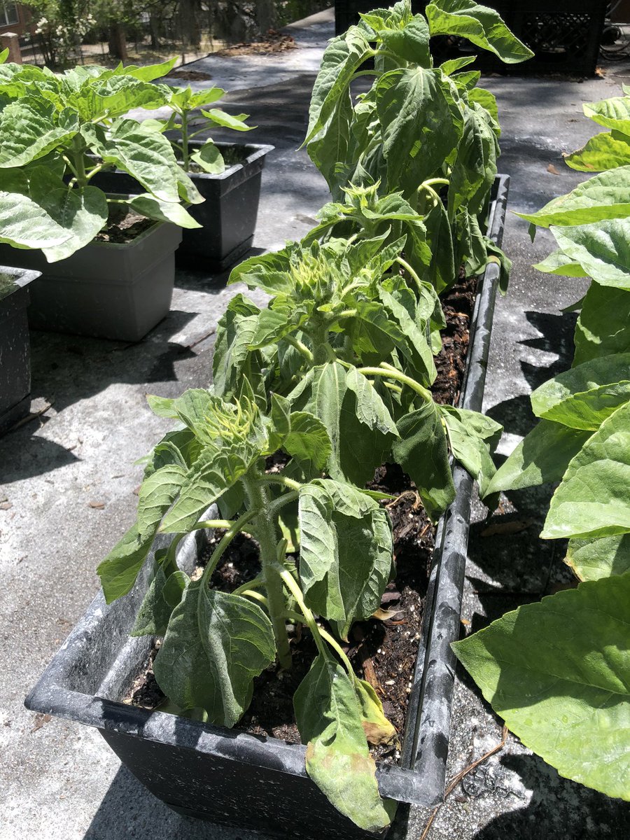 Now that the aphid infestation is under control, I can return to regular updates on my dwarf sunflower.I forgot to water one row of sunflowers on Friday and and found them wilted on Saturday. 10 minutes after watering, they perked back up and now today, they are just fine 