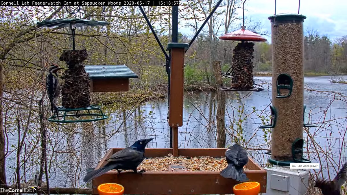 Woodpecker Cornell University Bird Cam Sapsucker Woods Cornell