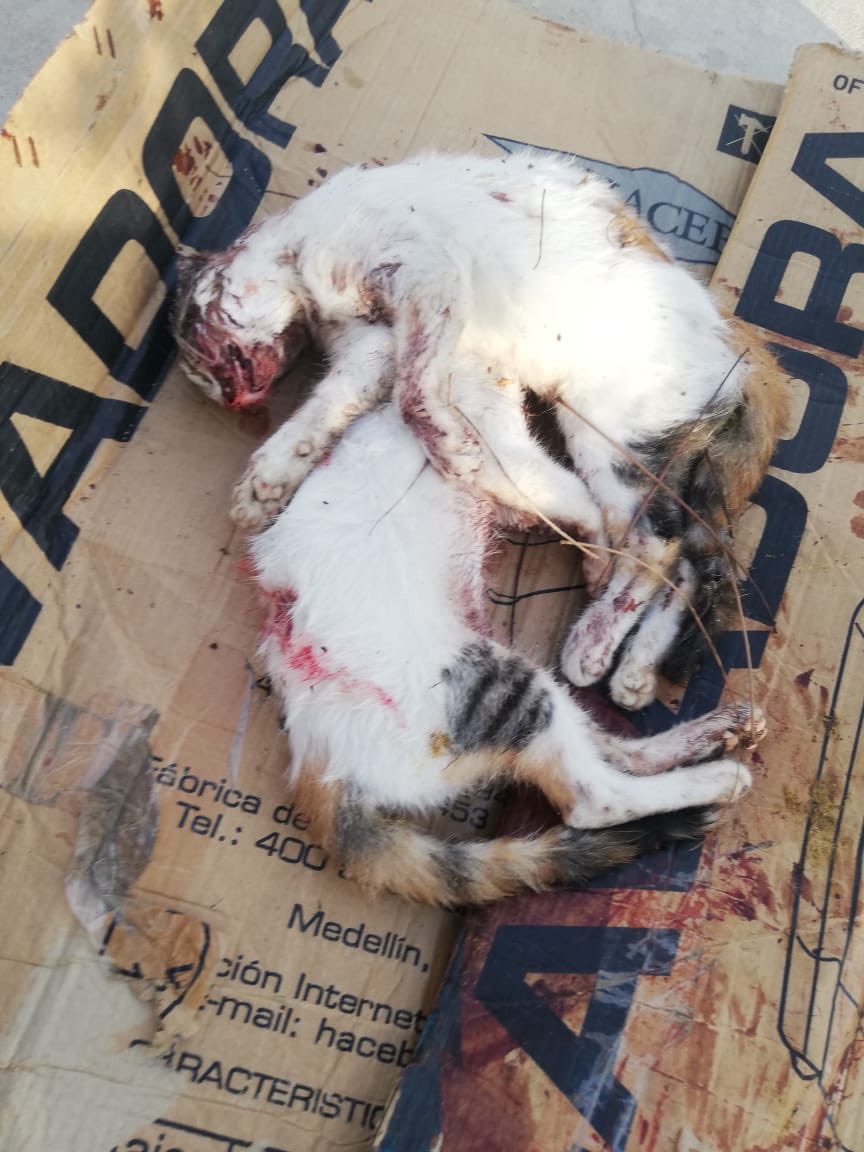 Rosa Juliana Herrera Pinto🐾👣 tweet media