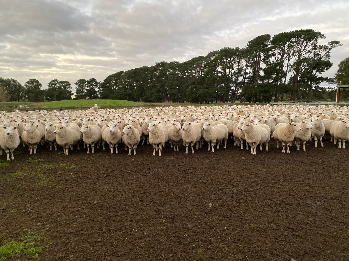 ProBreed tweet media