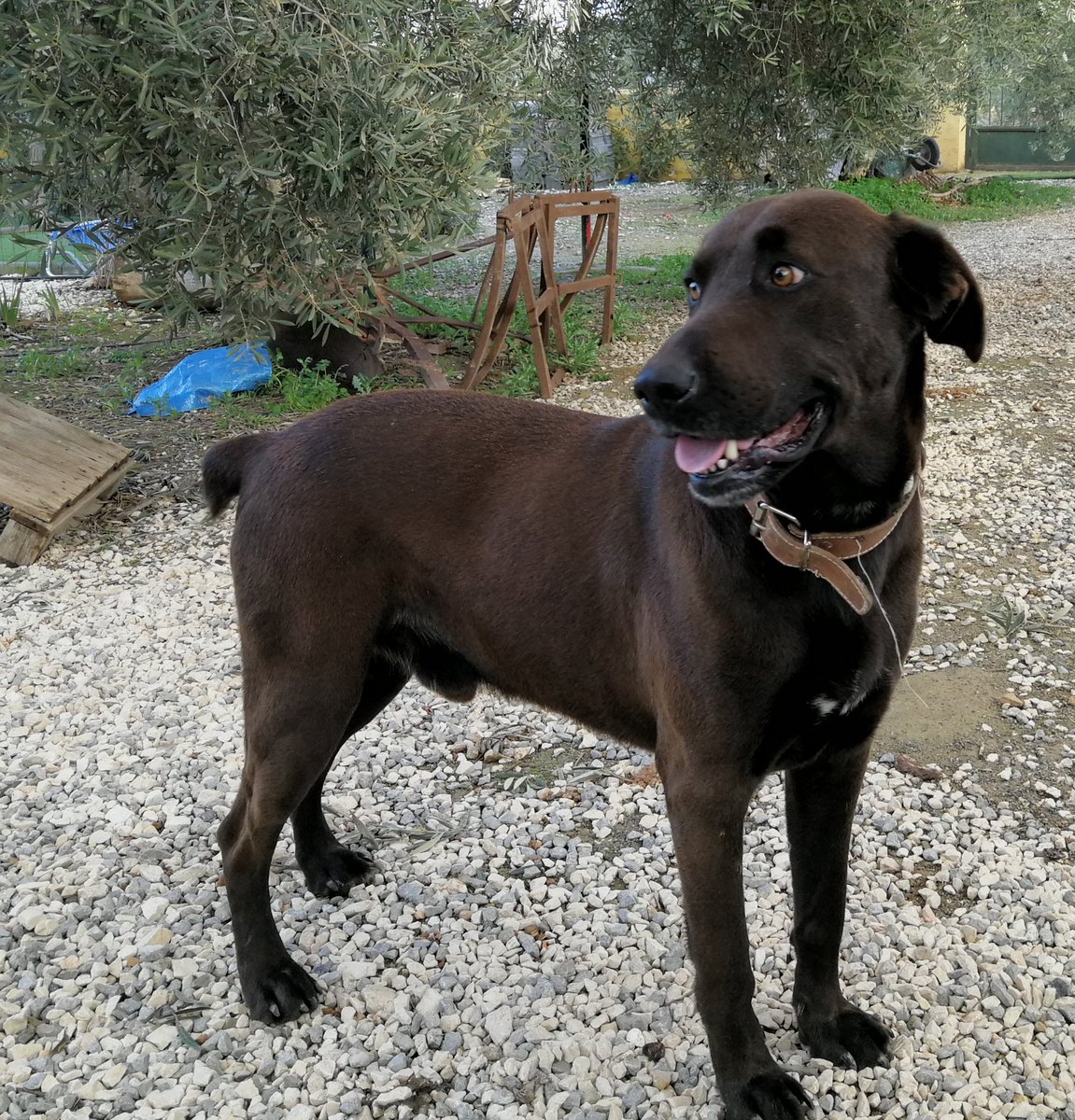 pcriveri's tweet photo. Se ha perdido Napoleón, por la zona del aeropuerto, puede ir con un Pastor Alemán. #Granada #perro #perdido @Policia_Granada  @PoliciaLocalSF https://t.co/RNgQ6roVD9