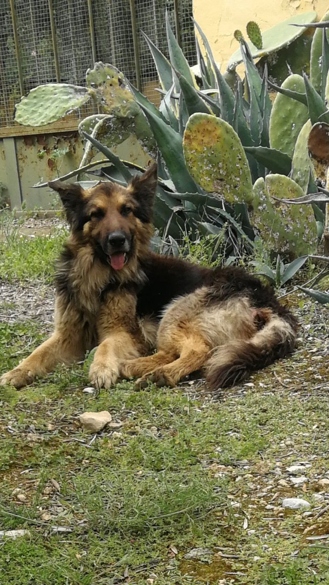pcriveri's tweet photo. Se ha perdido Napoleón, por la zona del aeropuerto, puede ir con un Pastor Alemán. #Granada #perro #perdido @Policia_Granada  @PoliciaLocalSF https://t.co/RNgQ6roVD9
