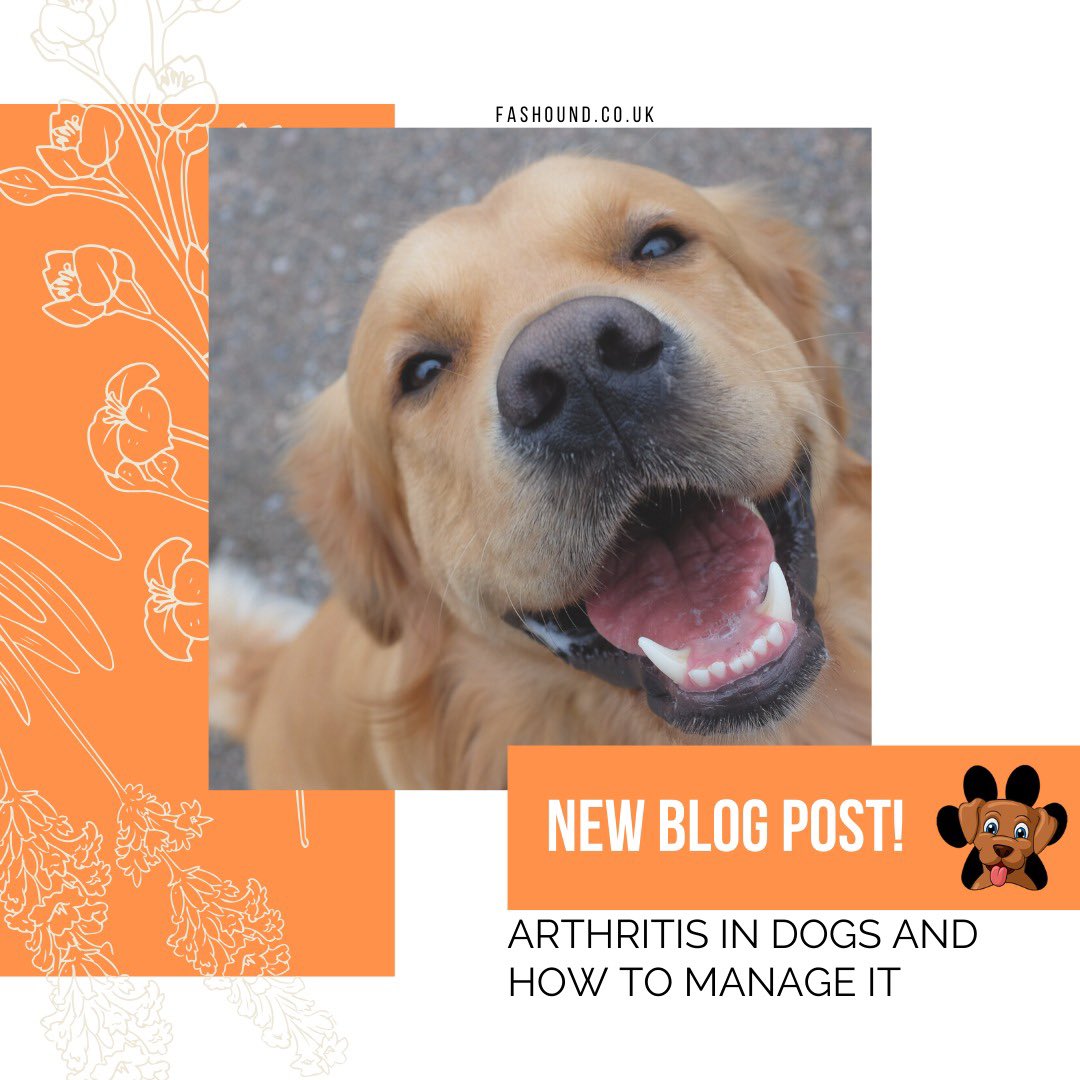 Fashoundpets's tweet photo. Are you worried your dog has arthritis? Or preparing like any responsible owner? Check out our blog post on more information on dogs and arthritis! Link in bio 
#fashound

#fashoundpets #blogpost #blog #dogs #arthritisdogs #dogsandarthritis #medicaldog #vetpet #petsforvets https://t.co/3VsQrkEztX