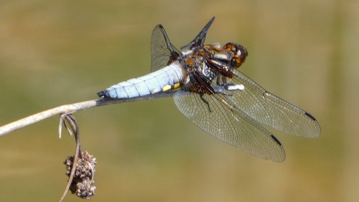 jmpicasprat's tweet photo. #libèllula #libellula #libellules #libelula #libélula #odonat #odonats #odonates #odonato #odonatos #dragonfly #espiadimonis #casserres #324eltemps @tomasmolinab @alcantara_alb @gemmapuigf #eltempstv3 @meteocat @sergiloras @soniapapell @eloicordomi @eliseuvilaclara @alfredrpico https://t.co/2Y3EbqXuzJ