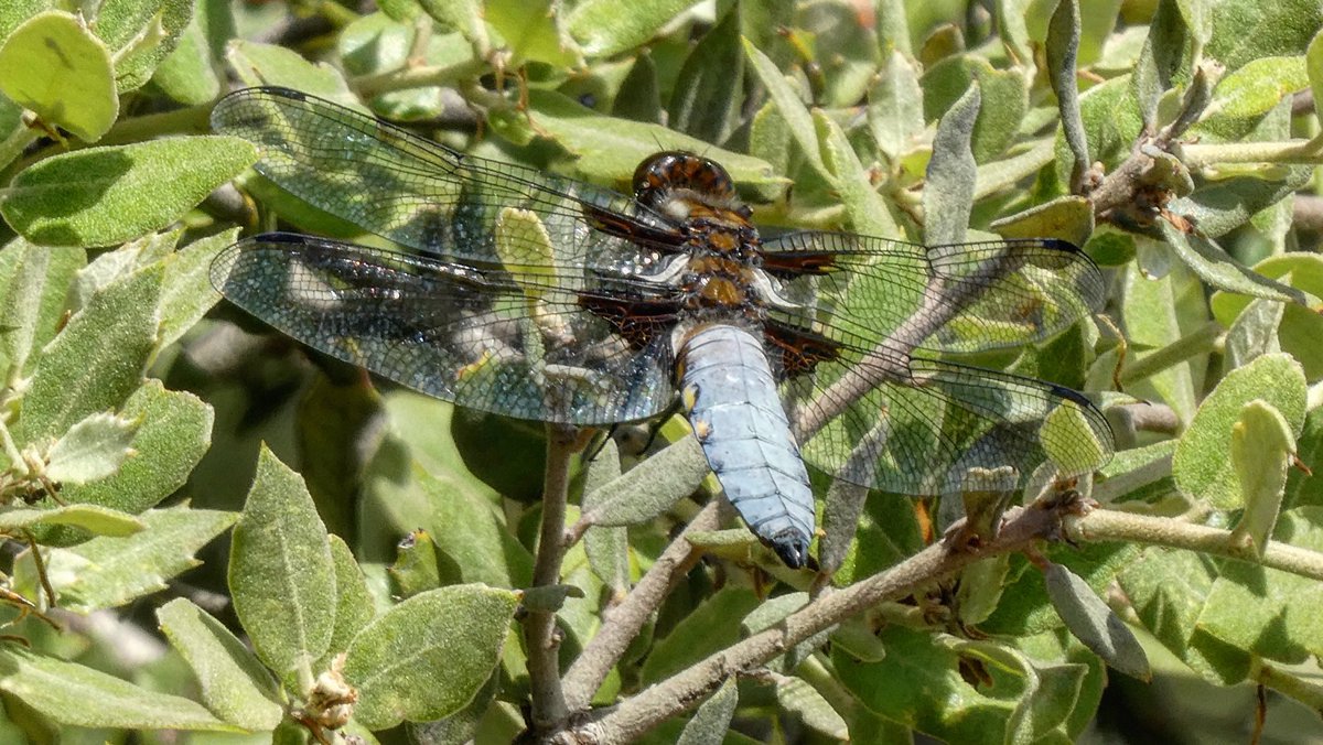 jmpicasprat's tweet photo. #libèllula #libellula #libellules #libelula #libélula #odonat #odonats #odonates #odonato #odonatos #dragonfly #espiadimonis #casserres #324eltemps @tomasmolinab @alcantara_alb @gemmapuigf #eltempstv3 @meteocat @sergiloras @soniapapell @eloicordomi @eliseuvilaclara @alfredrpico https://t.co/2Y3EbqXuzJ