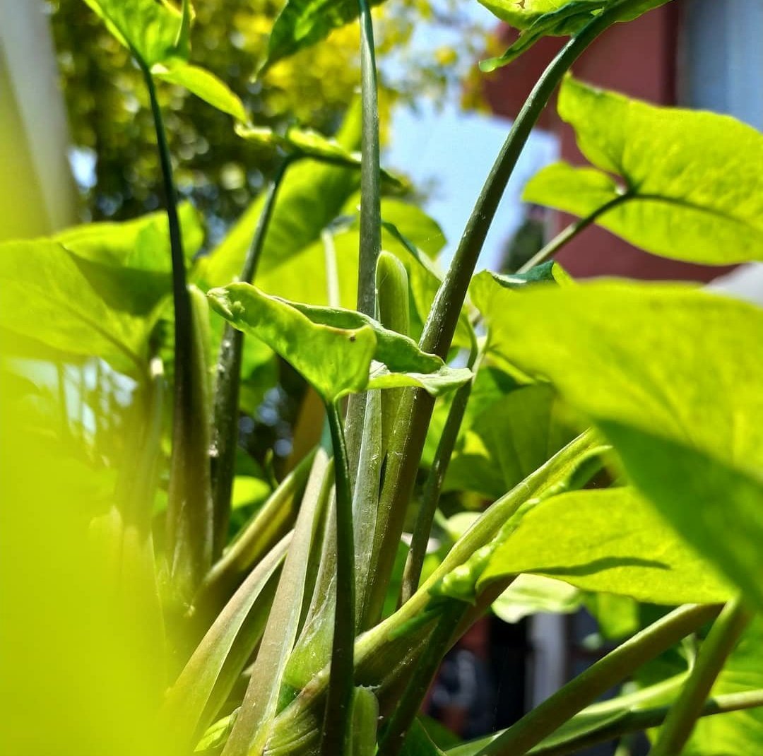 OscarJuarezIQ's tweet photo. #Green https://t.co/edrVjLuNxw