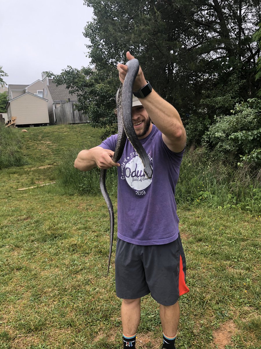 HaleOnScience's tweet photo. Sundays are better with snakes! Gorgeous (and calm) male black rat snake. https://t.co/EGv62XRF1h