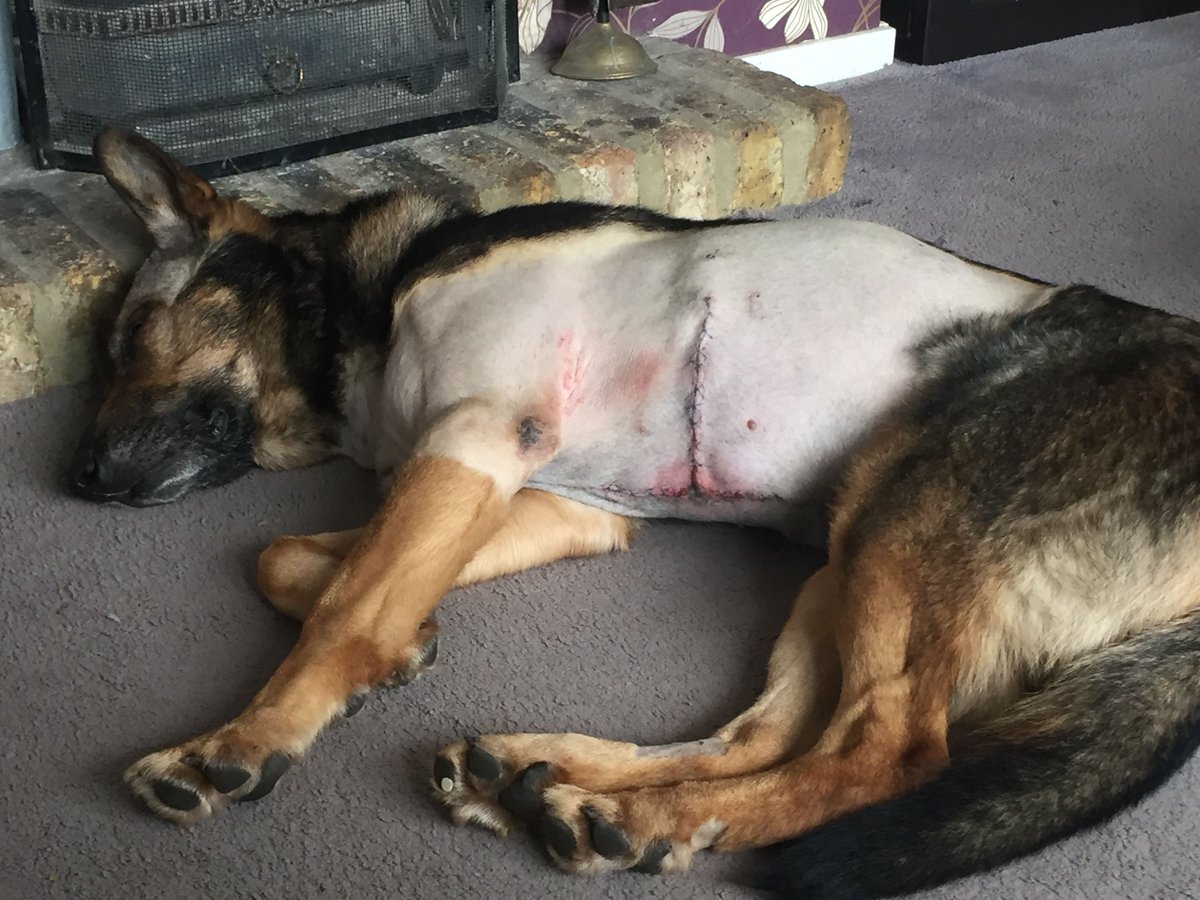 K9Finn's tweet photo. #FinnsLawPart2 is asking for sentencing to be increased for the Animal Welfare Act 🐾

#FinnsLaw falls under this act as well 🐾

But #FinnsLawPart2 is for all animals 🐾

We need this in place, please retweet if you support 👍🐾💙

#FabulousFinn #FinnHour @kayenightingale https://t.co/MtXsF9o9wL