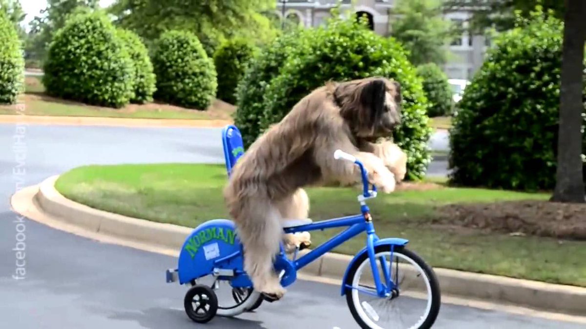 Cycling animals. Собака на велосипеде. Собачий велосипед. Мохнатый велосипед. Собака едет на велосипеде.