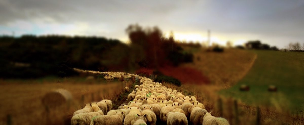 A group of ewes and lambs moving on to a fresh bite of grass! #livingmybestlife #farmlife #shepherdess #shepherdesslife #lambs #agri #britishagriculture #farmwork #farmtofork #partoftheprocess #redtractor #agriblog #farmblog #farmersdaughter #learntofarm #grass #womeninag