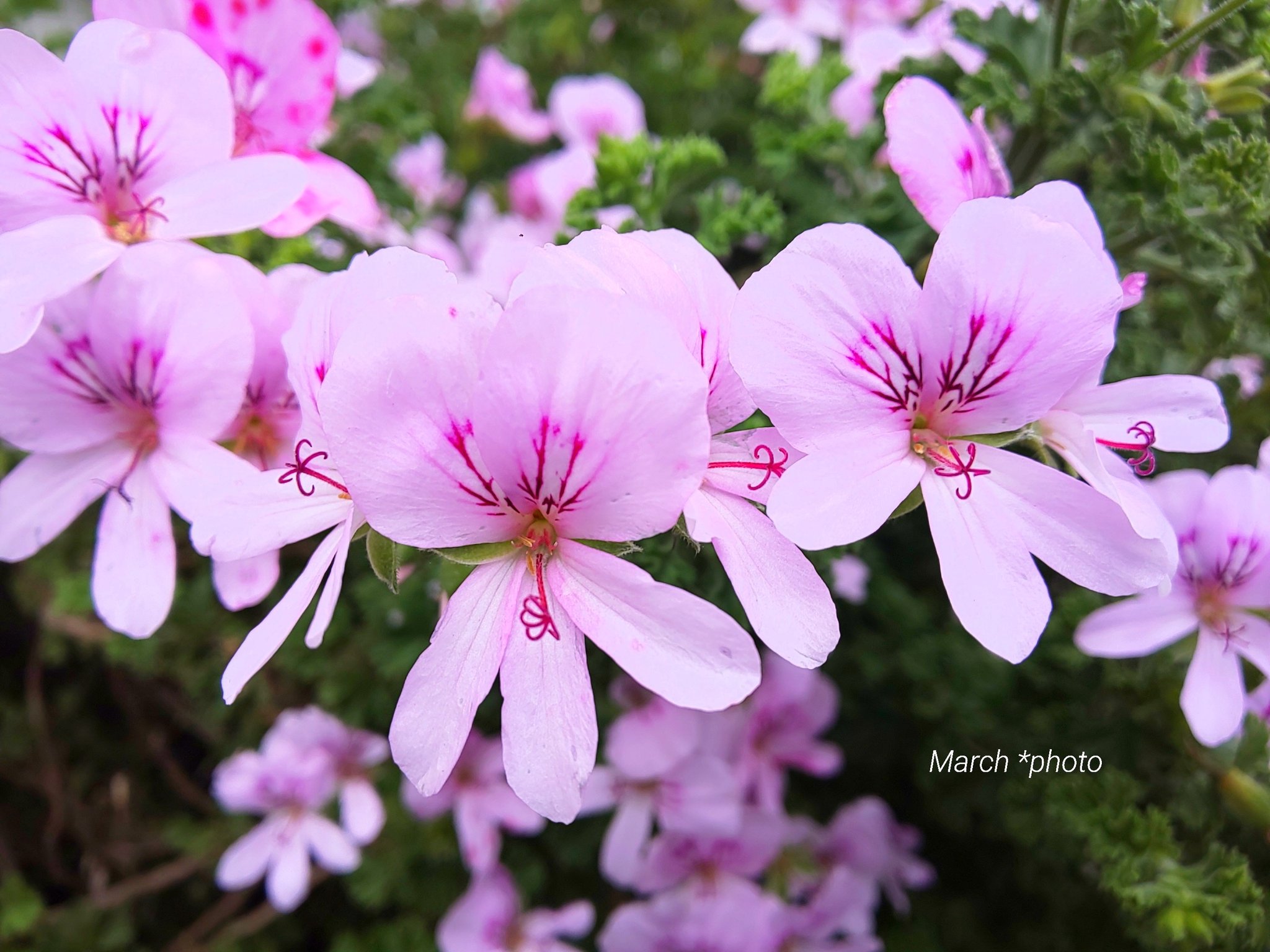 蚊嫌草 Twitter Search Twitter