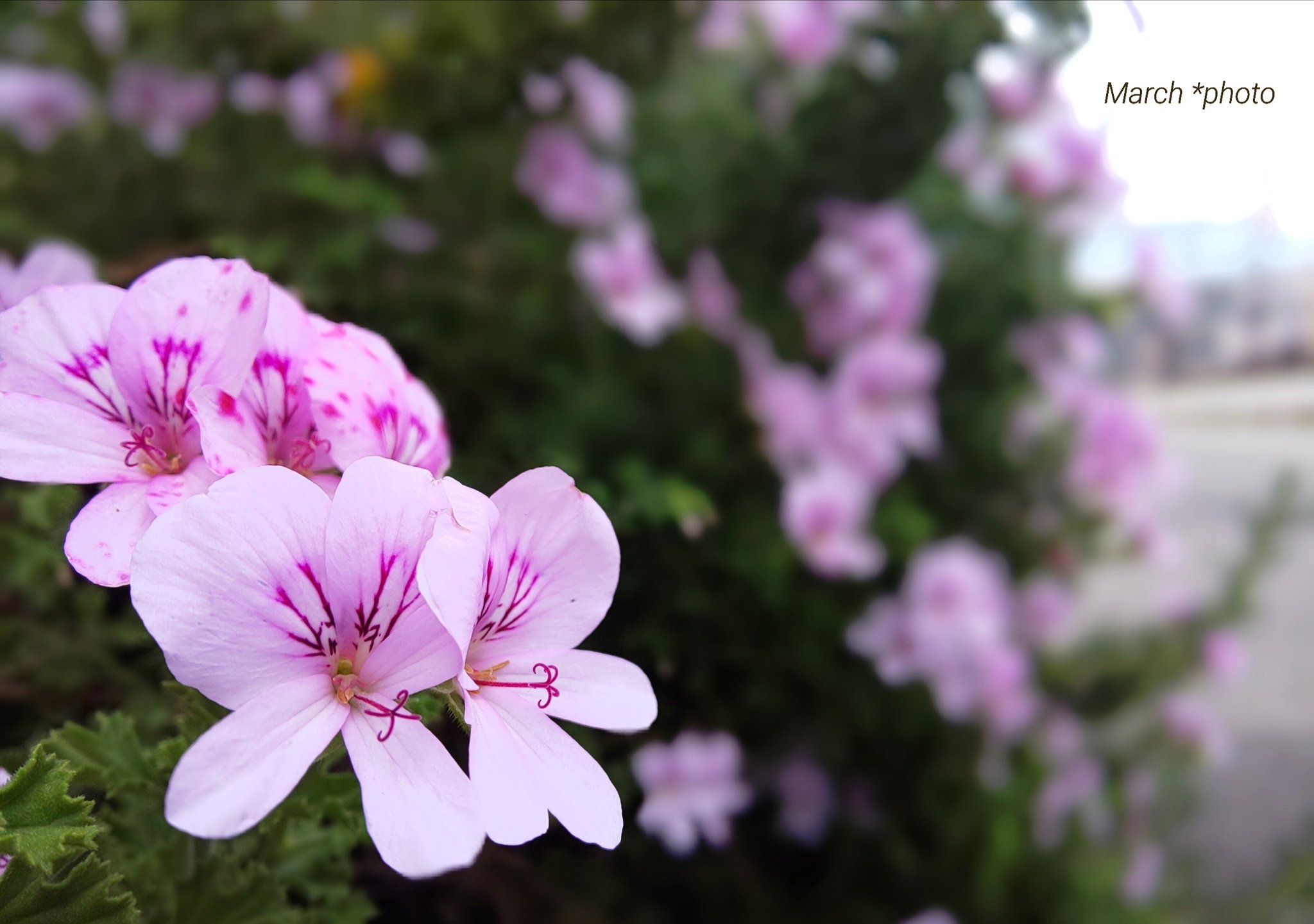 蚊嫌草 Twitter Search Twitter