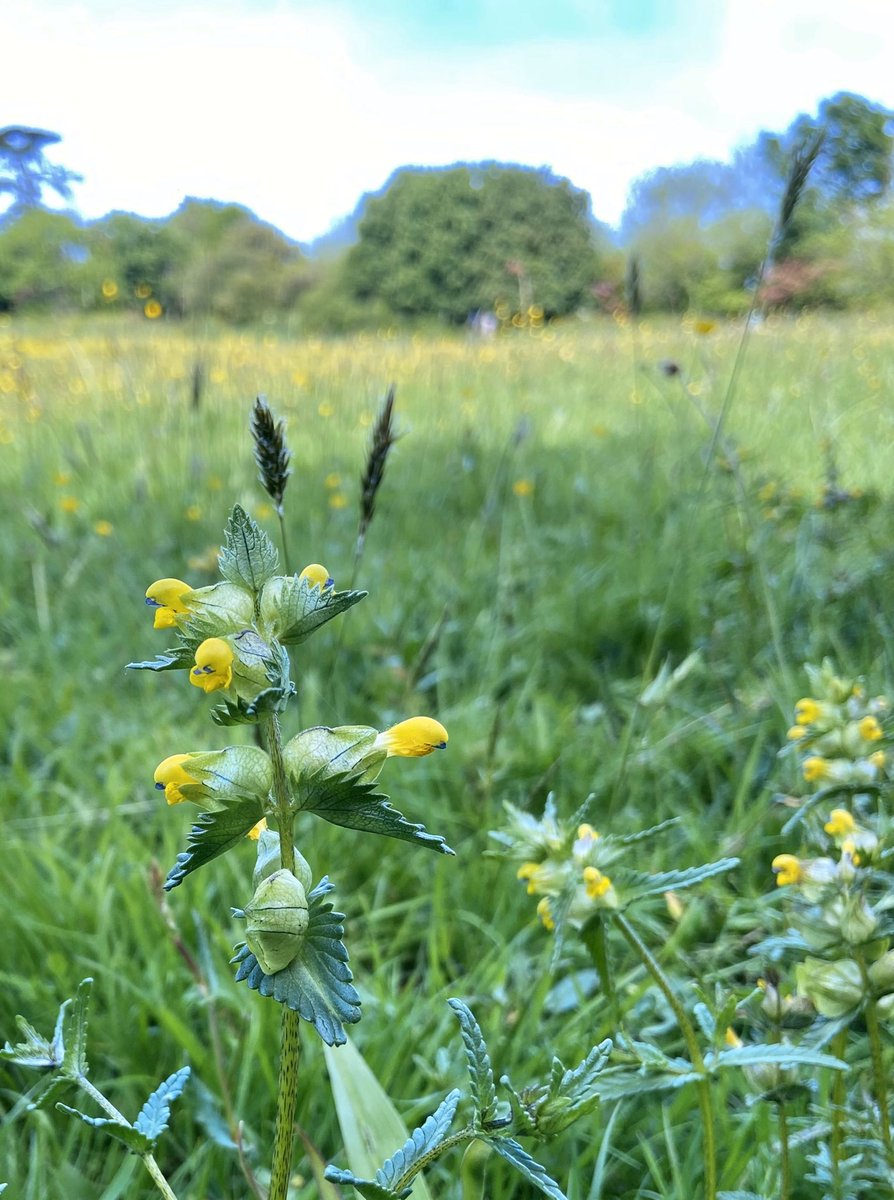 The meadow maker - Yellow Rattle (Rhinanthus minor). It’s hemi-parasitic which is great for biodiversity. It gains nutrients from surrounding plants, thus restricting grass growth & allowing other wildflower species to thrive. #YellowRattle