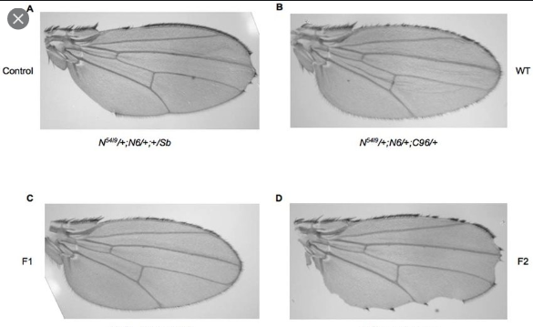 Need some #Drosophila help dear #flytwitter 🙏
I'm failing miserably at taking Drosophila wing pictures the way it's been done in so so many papers 👇. I get air bubbles under the wing and they get ripped etc. Total mess
Any protocols or tips? what do you mount in?