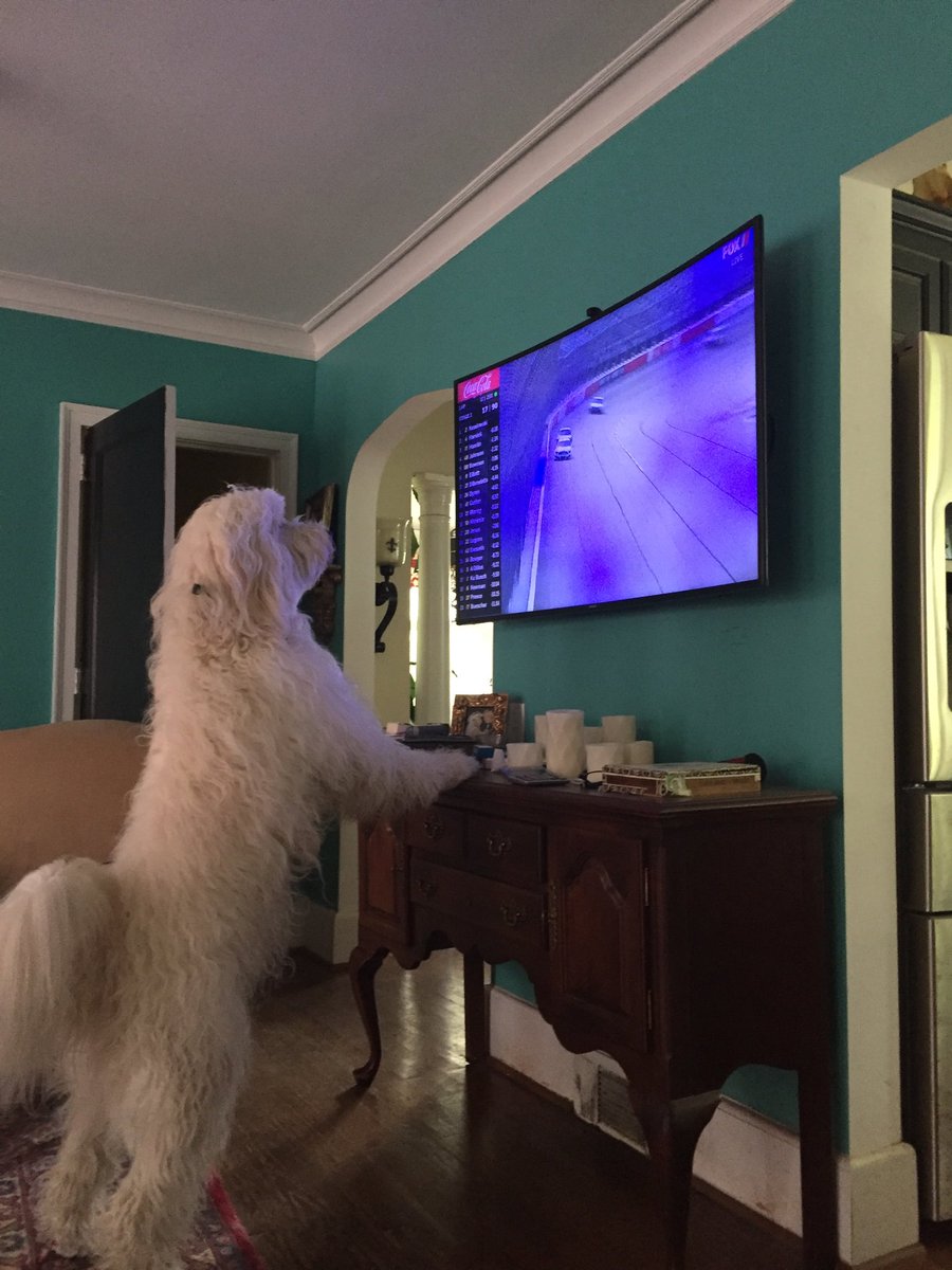djanna's tweet photo. #100KCams bogie loves Nascar https://t.co/mkhjAT3oGE