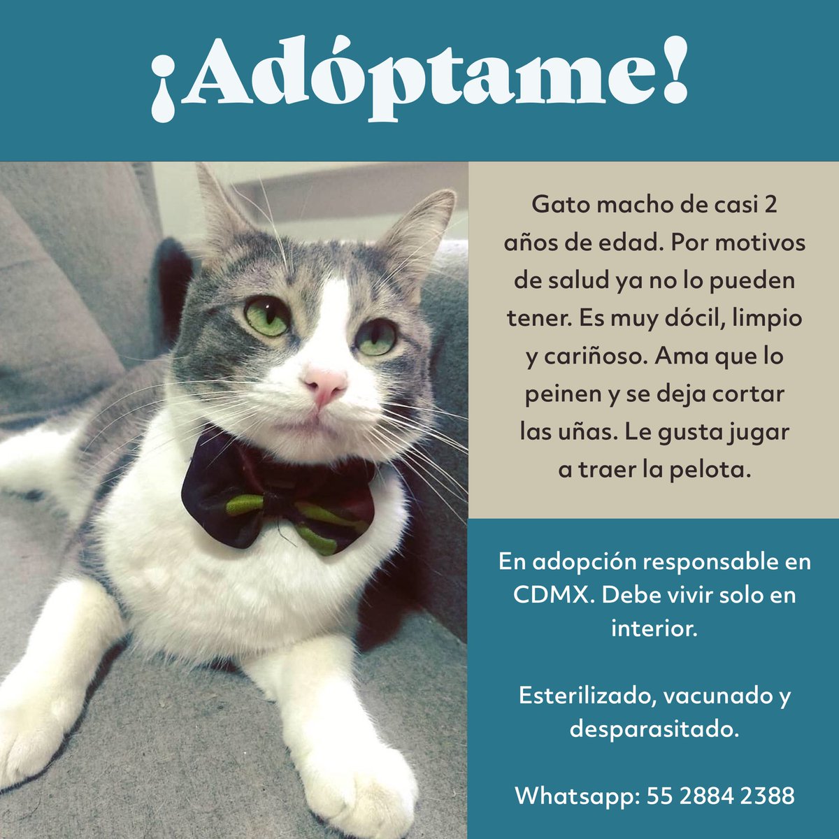 MascotasSismo's tweet photo. #Adopta Hermoso gatito busca hogar. Macho de casi 2 años, esterilizado. Sumamente dócil, limpio y bien portado. Juguetón y amoroso. Busca hogar cariñoso donde viva solo en interior, en CDMX. #AdoptaNoCompres https://t.co/ucDGo1XCRl