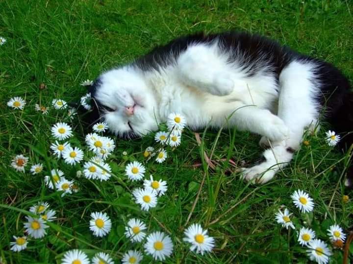 gatitos_qctd's tweet photo. https://t.co/xpDg3mkqy5