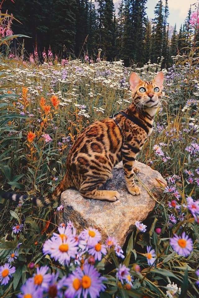 gatitos_qctd's tweet photo. https://t.co/xpDg3mkqy5