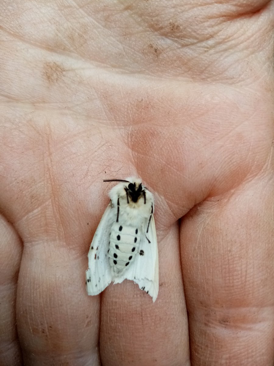 kerri_ni's tweet photo. Day 70

[Creamy white / Ochre / Bark brown] 
[Gifts / Delicacy / Strength] 
[Things thought dead that are alive / Things in their place / Things in their becoming]

'How do I let go of all this fucken love'? @kathrynjoseph_ 

#fieldnoted #bog #correaly #hope #listening #looking https://t.co/K0JcqrUHgD