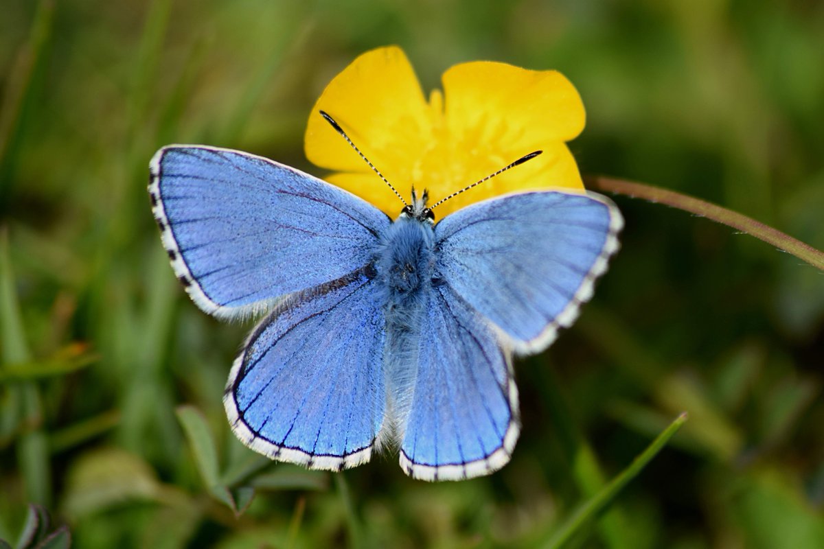 We’re all in a flutter because our rangers have spotted their first Adonis Blues of the year out at Figsbury Ring in Wiltshire. Now if that’s not good news to go to sleep on tonight, then we don’t know what is. 

Photo: Paul R, ranger for the Wiltshire Landscape
