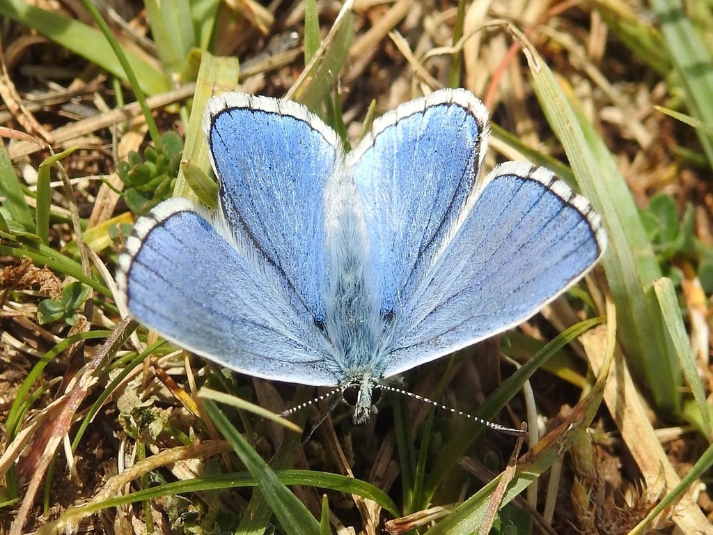 TomHendersonArt's tweet photo. The Adonis Blue. One of three great butterflies I saw this weekend.
.
.
.
#adonisblue #adonis #blue #butterflies #butterfly #butterflycount #butterflyconservation #savebutterflies #savemoths #lepidoptera #wildlife #nature #spring #macro #insect #entomolo… https://t.co/1zDGzvktQf https://t.co/7t1fJPc358