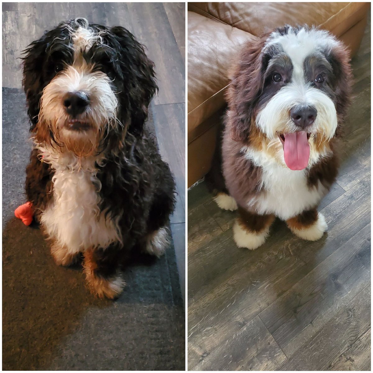 MajorGrubs4's tweet photo. #K9Chip is happy that his groomer is back in action after a 2 month hiatus. It's the simple things...like being able to see again! We appreciate Angie and K9 Kutts for always taking such great care of our guy! https://t.co/52RNCCRObX