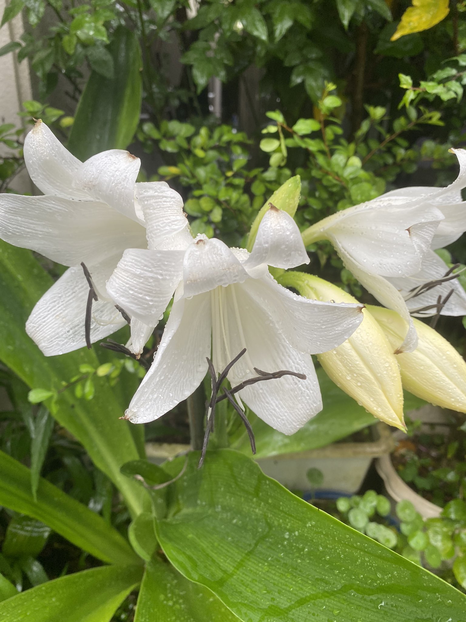 魔法使いサリー 雨 にも負けず花開きました おしべの先がく くろ ちょっと衝撃 花重いので支柱を添えて 私は誰 アマリリスの仲間 ゆりの仲間 アマリリス ゆり ハマユウ T Co 5lttrnokio Twitter