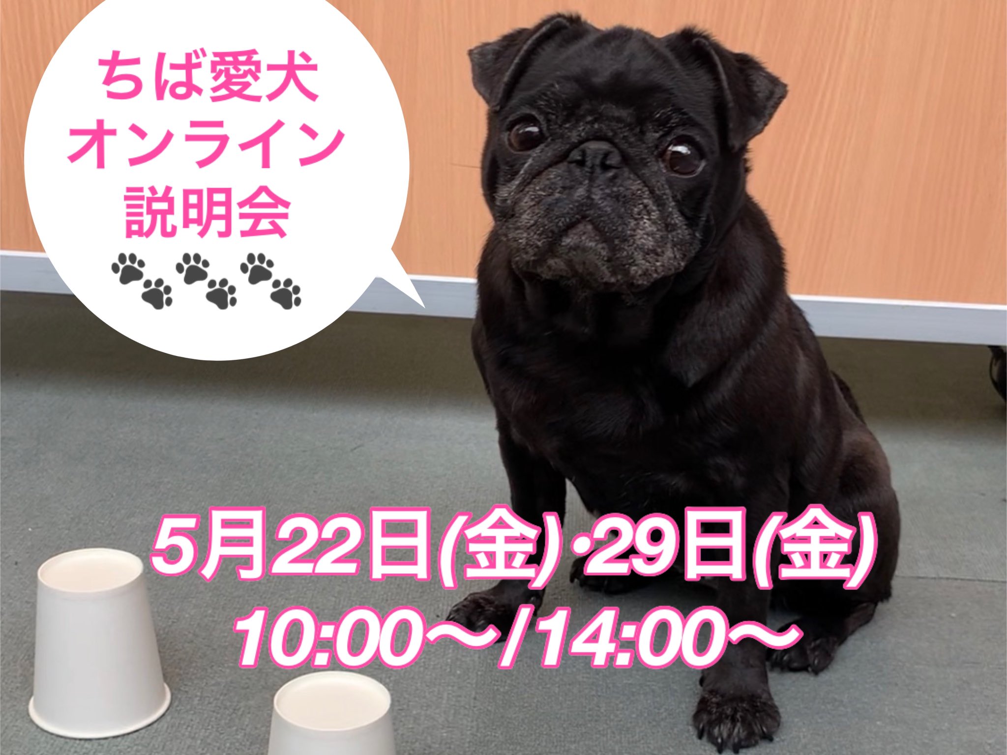 専門学校 ちば愛犬動物フラワー学園 Auf Twitter ちば愛犬オンライン学校説明会開催 5月22日 金 29日 金 10 00 14 00 どちらも同じ内容です 29日はao入試の説明もあります ポイント Ao入試の応募資格が得られる 参加者同士で顔や名前が見えない