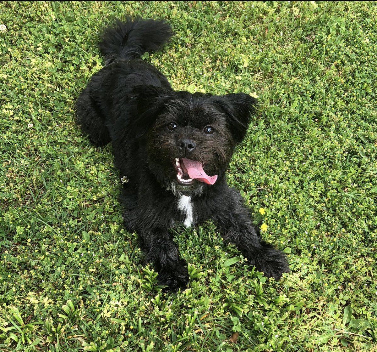 thehexholder's tweet photo. We hope everyone is as safe as your cards are in a Hex Holder. Take a peep at Pippin, our new mascot! https://t.co/4G7NBxNxCE