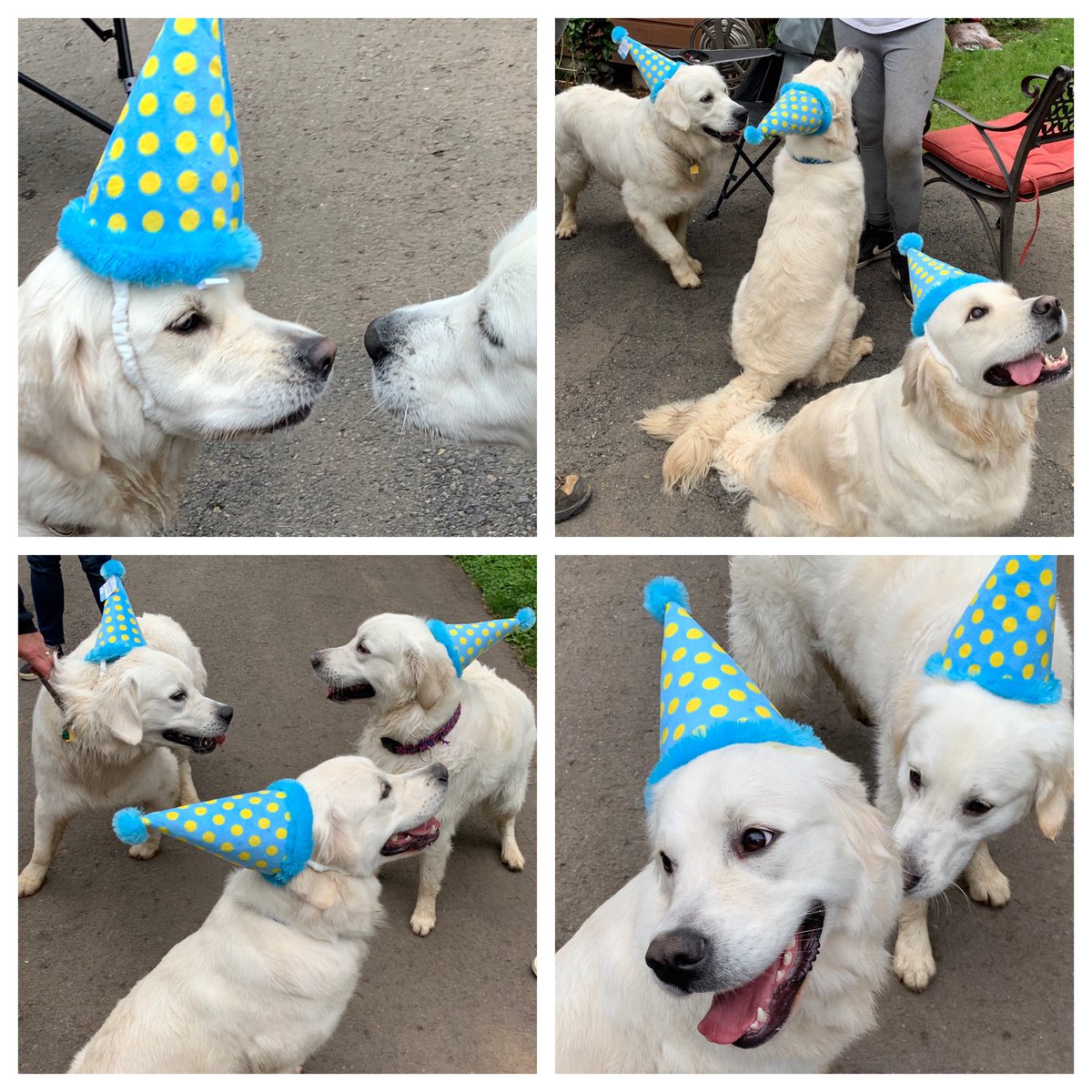 You know you wanted to be at this birthday party! @CuteEmergency @GoldenretrieversUS @mydogiscutest @dog_rates          #dogcelebration #dogsoftwitter #weekendsmiles #MickeyIsSoFine