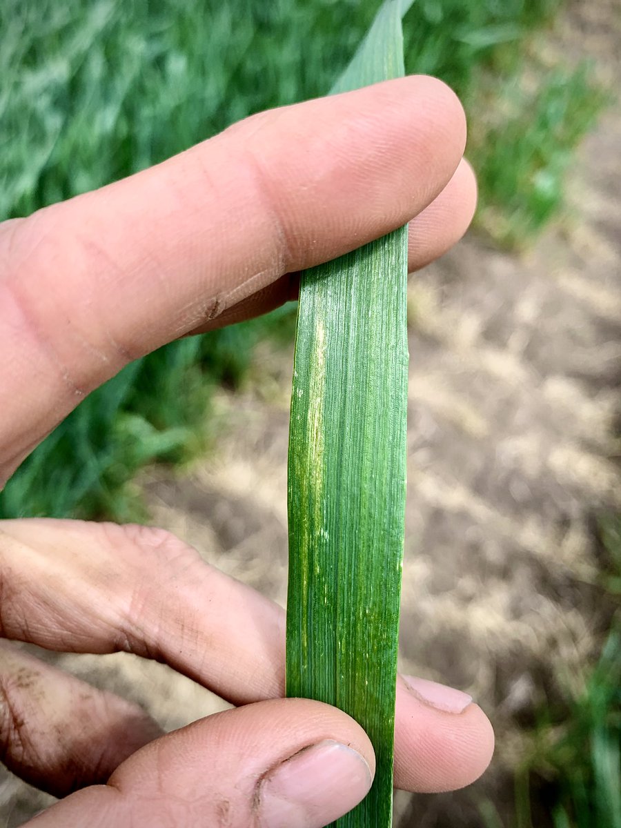 TMC_Cat's tweet photo. Rain washed off the yellow spores but finding stripes while scouting the #UIMagic on the Colfax Research Farm @themcgregorco  this is in the Flag leaf. We will be spraying the next spray day we get https://t.co/LrtaqCc1wU
