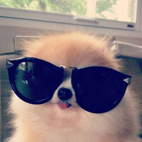 shivani as dog; a thread