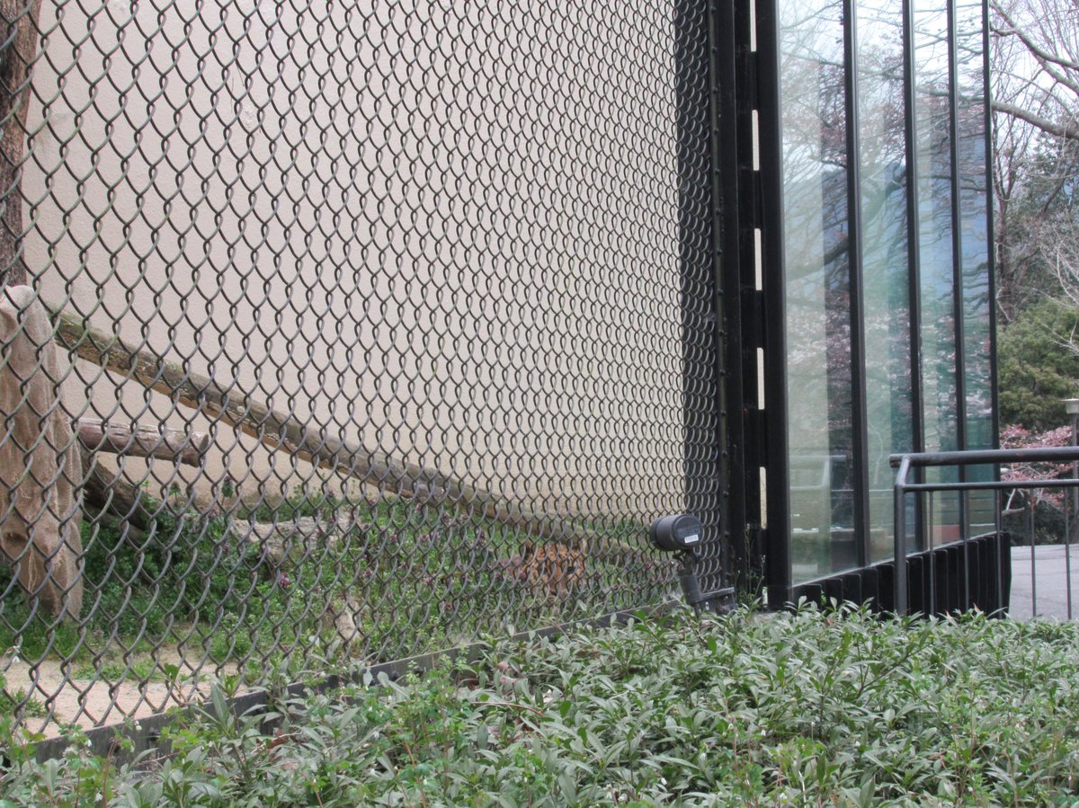 5月17日に17歳の誕生日を迎えたアムールヒョウのチャイム 全身を写真に収めたかったのですが なかなか撮らせてくれません チャイム 05 18 安佐北区の動植物園 水族館 広島市安佐動物公園 まいにちを豊かに りっち