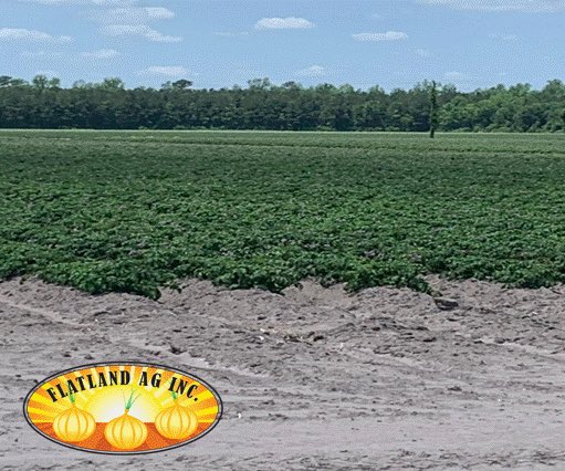 Flatlandag's tweet photo. Modoc reds blooming #ncpotatoes @LMCompanies #gottobenc https://t.co/BYLdYSSpdl