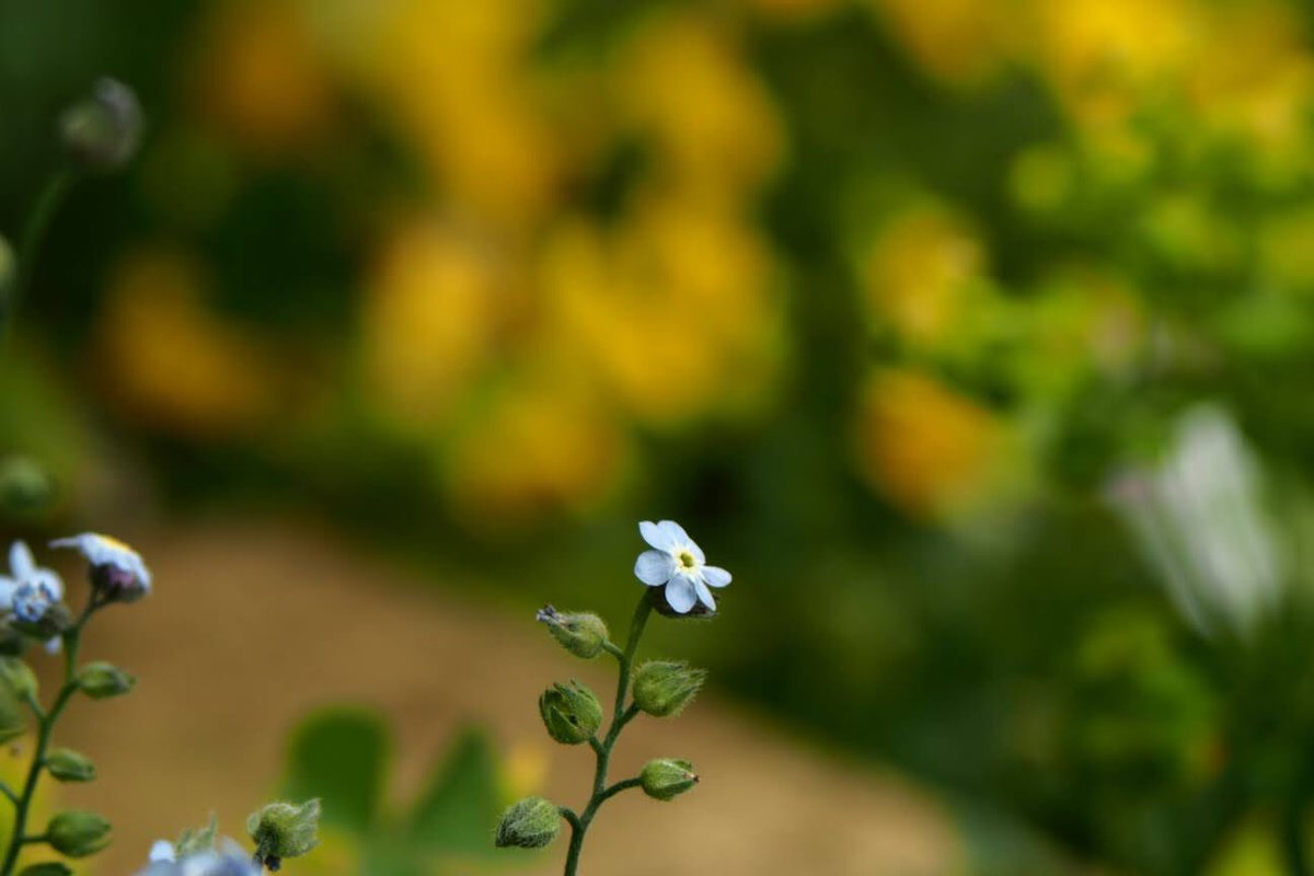 マオ エゾムラサキ 勿忘草にそっくりです 忘れな草は外来種 エゾムラサキは在来種 知らなかった 違いは ワスレナグサは地面を這うように広がるのに対し エゾムラサキは茎が立ち上がる エゾムラサキかなぁ マクロじゃないと 撮れない小さなお花です