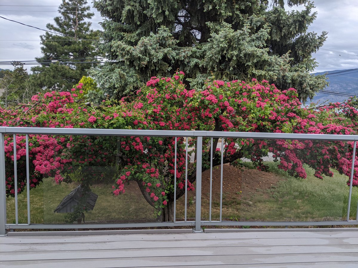 Quite different May long weekend. The Thorn is blooming on time, a lot of wine been shipped, but very few wine visitors in the Okanagan. It should be better soon.