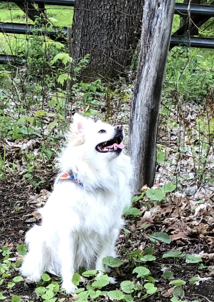 Poserpup's tweet photo. I’m not spose to go beyond da fence, but I did.😁 Hope everypawdy had a good weekend! #SundaySmileyFace #SundayFeels #sundayvibes #alliscool #momsnotmad https://t.co/oapZ5KdzVy